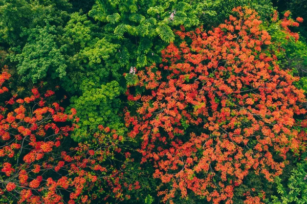 Krásná Červená Královská Poinciana Nebo Okázalý Květ Delonix Regia Létě — Stock fotografie