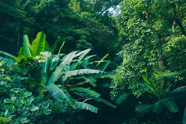 Vista Aérea Floresta Tropical Verão — Fotografia de Stock