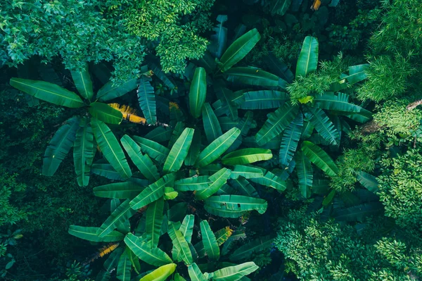 Vista Aérea Floresta Tropical Verão — Fotografia de Stock