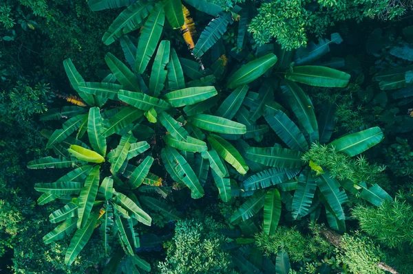 Vista Aérea Floresta Tropical Verão — Fotografia de Stock