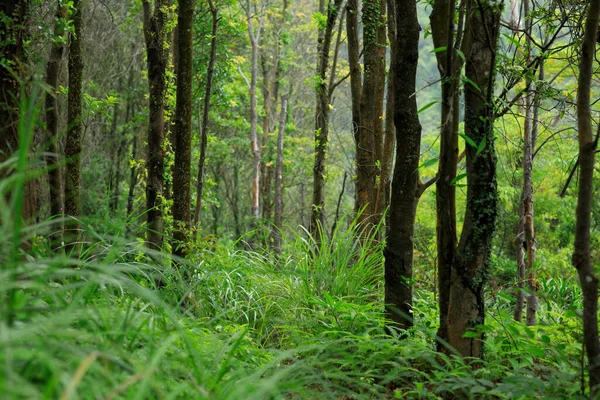 Parasitäre Reben Tropischen Wald Baumstamm Gewickelt — Stockfoto