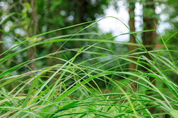 夏のジャングルで緑の草が育つ — ストック写真