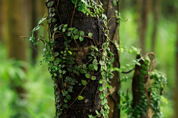 Pasożytnicza Winorośl Owinięta Wokół Pnia Drzewa Lesie Tropikalnym — Zdjęcie stockowe
