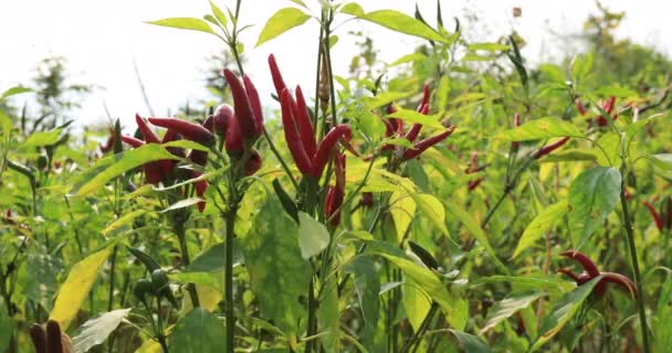 Plantas Pimenta Vermelha Jardim — Vídeo de Stock