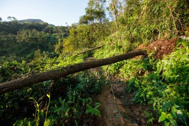 Kökleri sökülmüş ağaç yolu tıkamış, kasırgadan sonra hasar görmüş. 