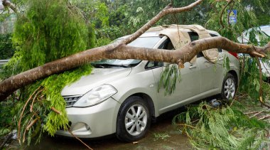 Kırık ağaç, 16 Eylül 2018 'de Çin' deki süper tayfun Mangkhut 'tan sonra zarar görmüş.