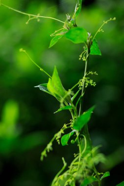 Yazın tropik yeşil orman manzarası