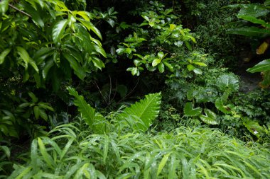 Taze yeşil çimenler ve çiğ damlaları.