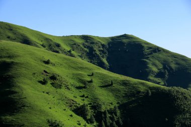 Yüksek irtifa çayırlık dağ manzarası
