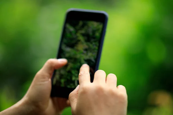 Händer Som Använder Mobiltelefon Fotografering Sommar Natur — Stockfoto