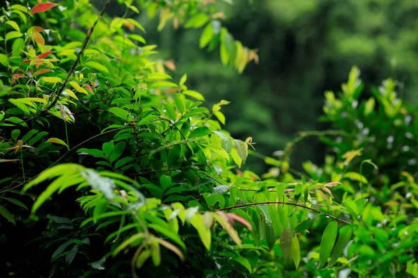 Paisagem Floresta Tropical Verde Verão — Fotografia de Stock