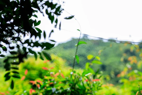 Paysage Forestier Tropical Vert Été — Photo