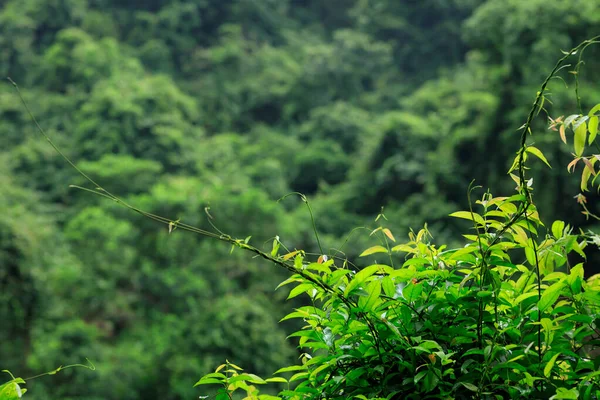 Tropikalny Zielony Krajobraz Leśny Lecie — Zdjęcie stockowe