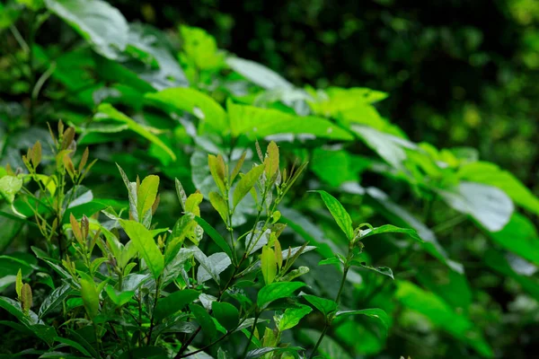 Tropická Zelená Lesní Krajina Létě — Stock fotografie