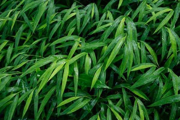 露のドロップクローズアップと新鮮な緑の草 — ストック写真