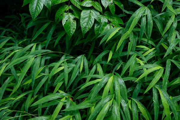 Rumput Hijau Segar Dengan Embun Drop Closeup — Stok Foto