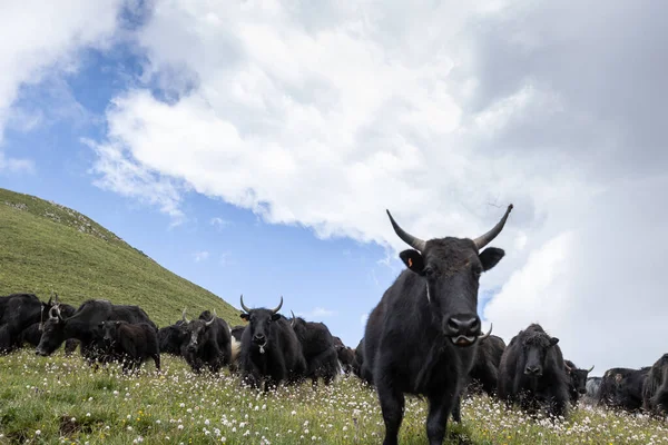 Tibeti Jakok Hegytetőn Legelő — Stock Fotó