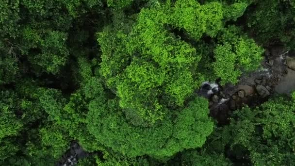 Bela Selva Verde Com Pequeno Rio Vista Superior — Vídeo de Stock