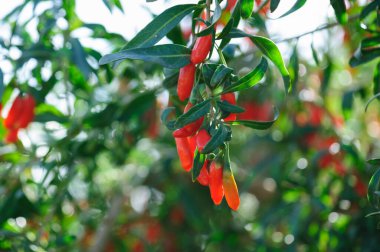 Goji meyveleri ve güneş bahçesinde bitkiler
