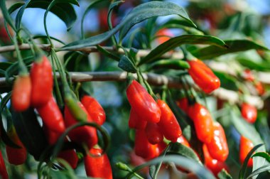 Goji meyveleri ve güneş bahçesinde bitkiler