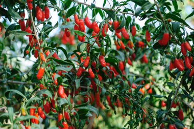 Goji meyveleri ve güneş bahçesinde bitkiler
