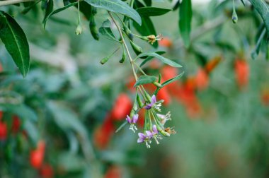 Goji meyveleri ve güneş bahçesinde bitkiler