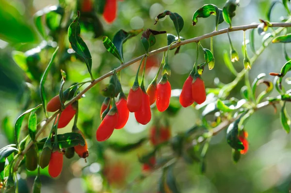 Goji Berry Fruits Plants Sunshine Garden — Stock Photo, Image