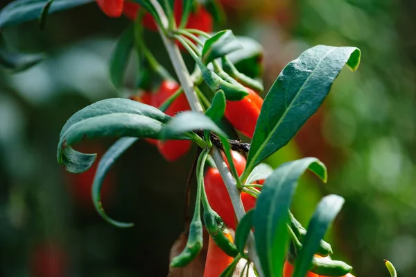 阳光园中的果莓和植物 — 图库照片