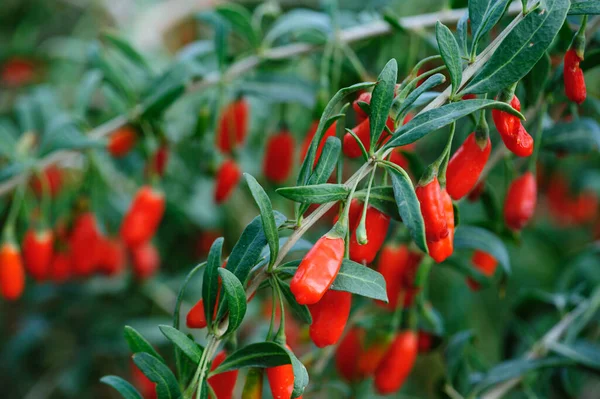 Goji Bär Frukt Och Växter Solsken Trädgård — Stockfoto