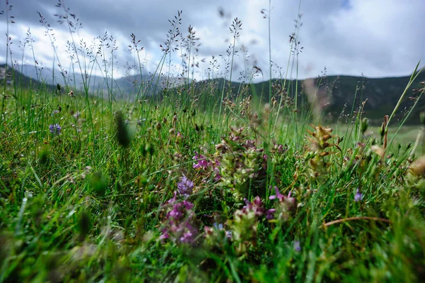 Paysage Des Prairies Haute Altitude Chine — Photo