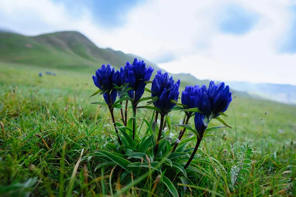 Flores Azuis Florescendo Pastagens Alta Altitude China — Fotografia de Stock