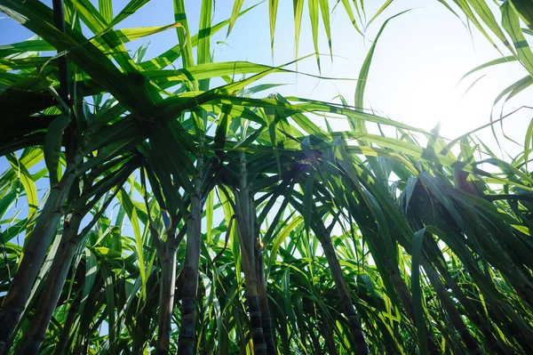 Plantes Canne Sucre Poussant Champ — Photo