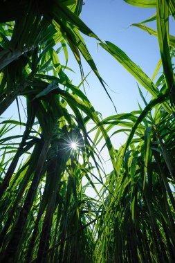 Tarlada yetişen şeker kamışı bitkileri