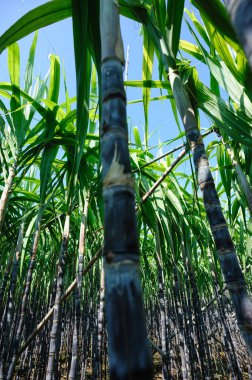 Tarlada yetişen şeker kamışı bitkileri