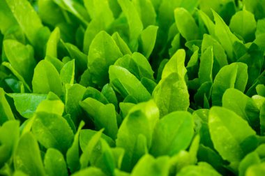 Sebze bahçesinde yeşil ıspanak yetişiyor.