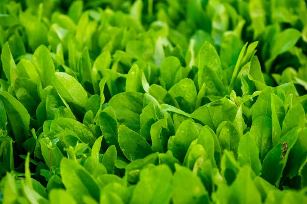 Zelená Ředkvička Listy Rostlin Růstu Zeleninové Zahradě — Stock fotografie