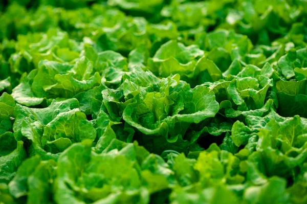 Grüner Salat Wächst Gemüsegarten — Stockfoto