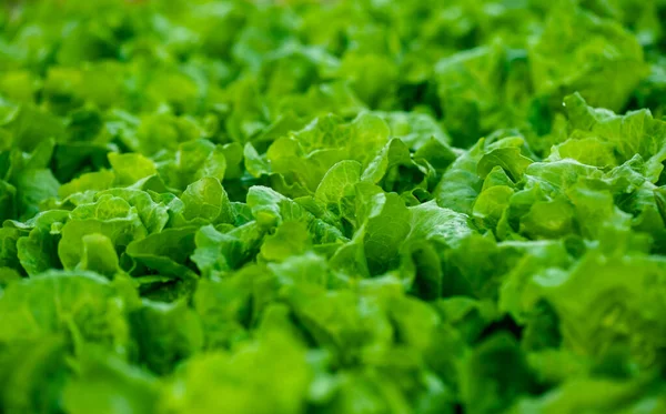 Grüner Salat Wächst Gemüsegarten — Stockfoto