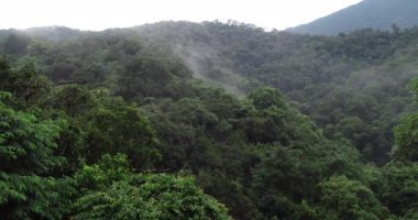 Yeşil ağaçlı güzel ormanın havadan görünüşü