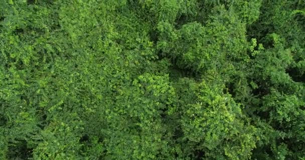 Vue Aérienne Une Belle Forêt Avec Des Arbres Verts — Video