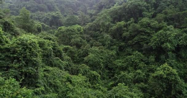 Yeşil Ağaçlı Güzel Ormanın Havadan Görünüşü — Stok video