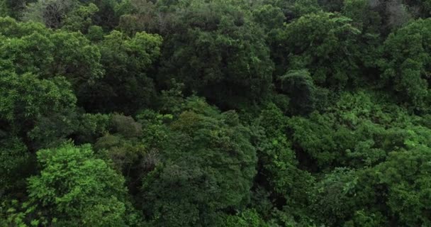 Vue Aérienne Une Belle Forêt Avec Des Arbres Verts — Video