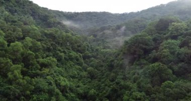 Yeşil ağaçlı güzel ormanın havadan görünüşü