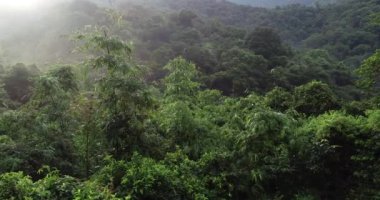 Yeşil ağaçlı güzel ormanın havadan görünüşü