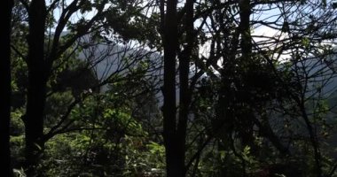 Yeşil ağaçlı yeşil ormanın manzarası