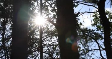 Yeşil ağaçlı yeşil ormanın manzarası