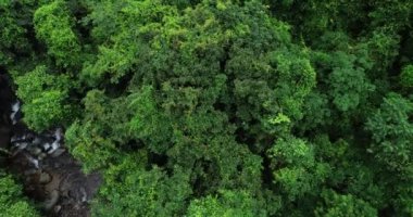  Güzel, yemyeşil bir orman, küçük bir nehir ve tropik dağlarda sık ağaçlar.