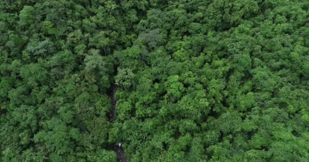 Vue Aérienne Une Belle Forêt Avec Des Arbres Verts — Video