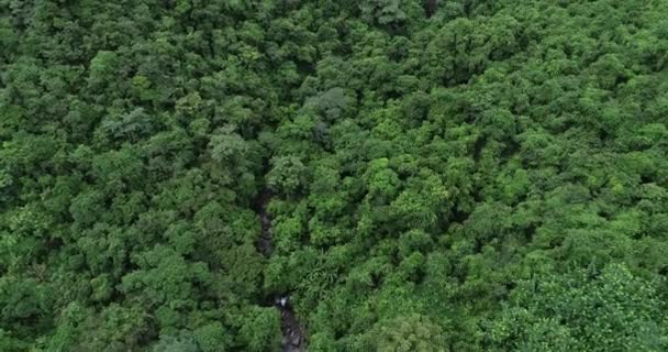 Vue Aérienne Une Belle Forêt Avec Des Arbres Verts — Video