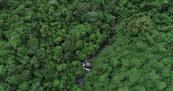 Vista Aérea Bela Floresta Pequeno Rio Floresta Tropical — Vídeo de Stock